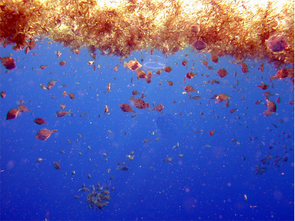 Small fishes living in the Sargassum. Image: NOAA.