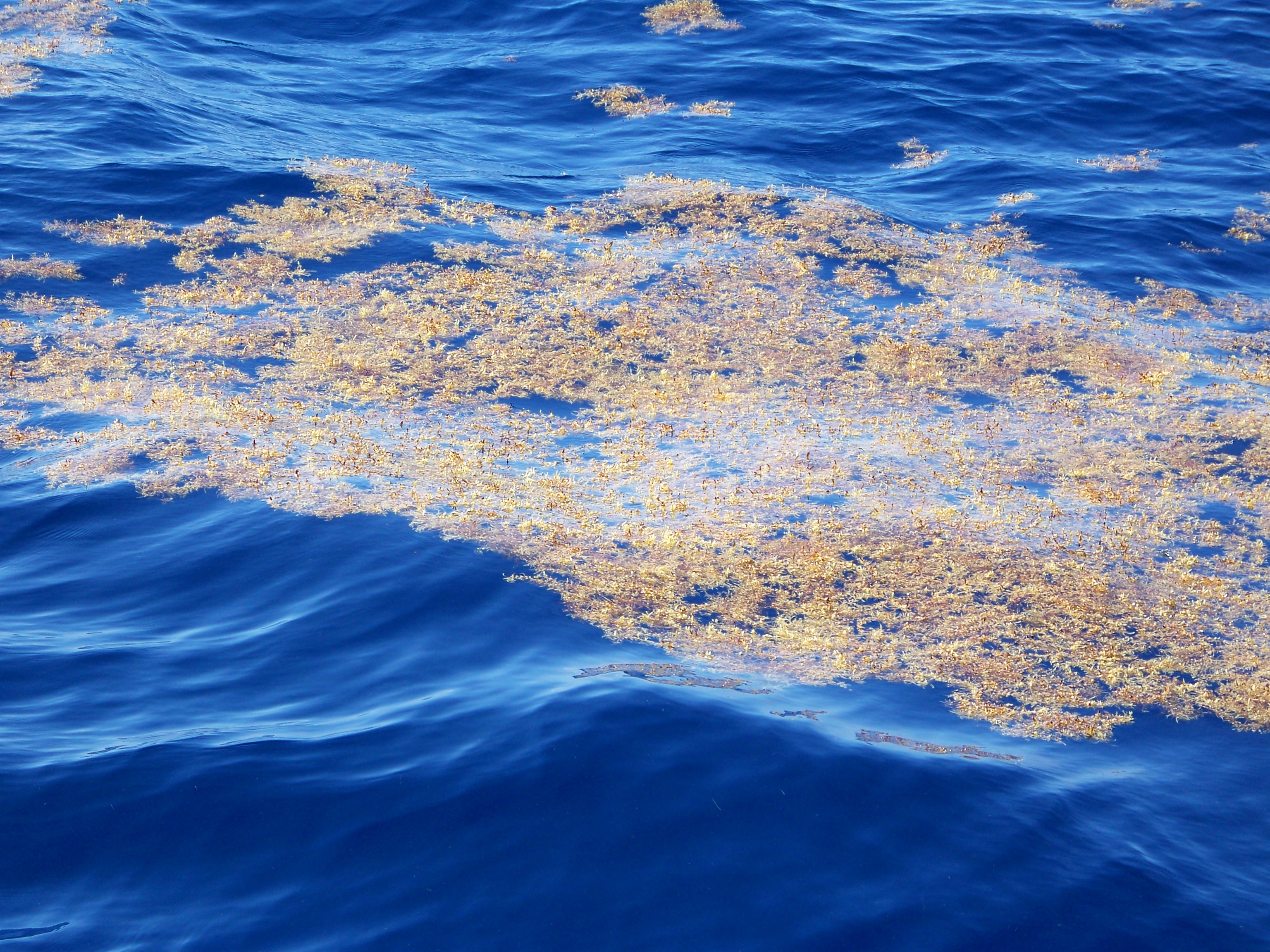 A Sargassum line can stretch for miles across the ocean surface. Image: NOAA Teacher at Sea, Carol Schnaiter