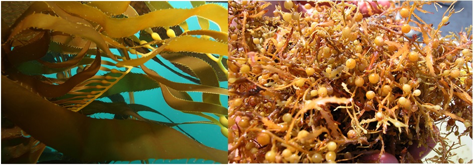 Side-by-side of kelp (left, image courtesy of NOAA Fisheries) and Sargassum (right, image courtesy of Art Howard, NAPRO).