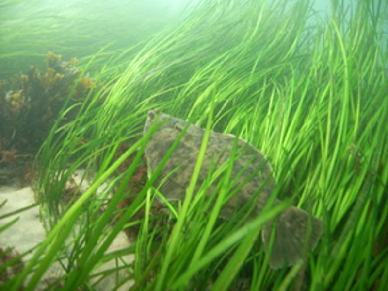 Seagrass. Image: NOAA Fisheries