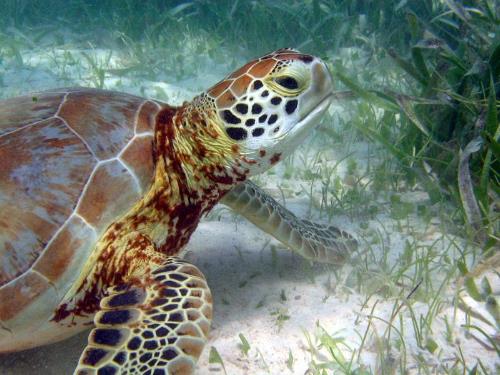 Turtle feeding on seagrass. Image: NOAA