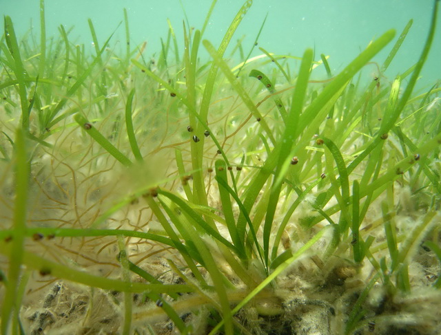 Snails on turtle grass. Image: NOAA Habitat