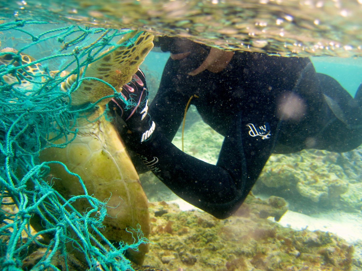 Diver releasing a sea turtle caught in a derelict fishing net. Image: NOAA Marine Debris Program