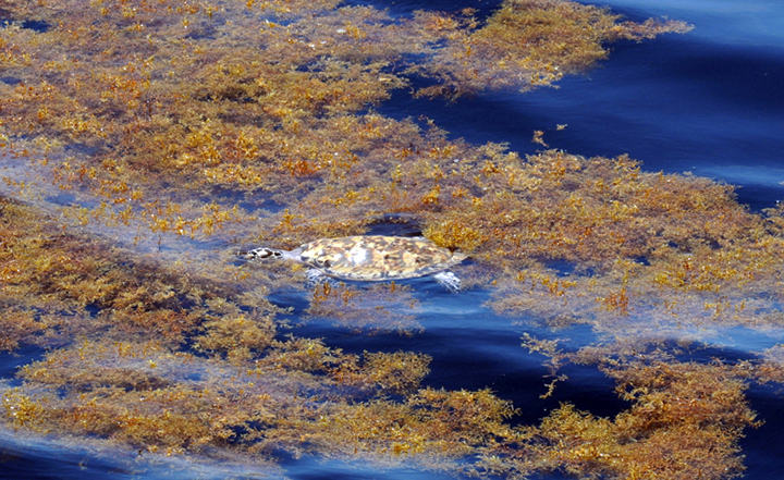 Sargassum provides essential habitat for species like turtles. Image: NOAA Ocean Explorer.
