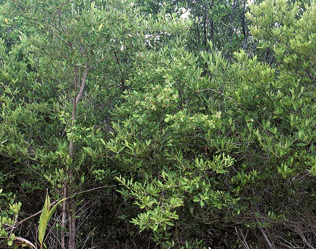 White Mangroves. Image: Miami-Dade Sea Grant